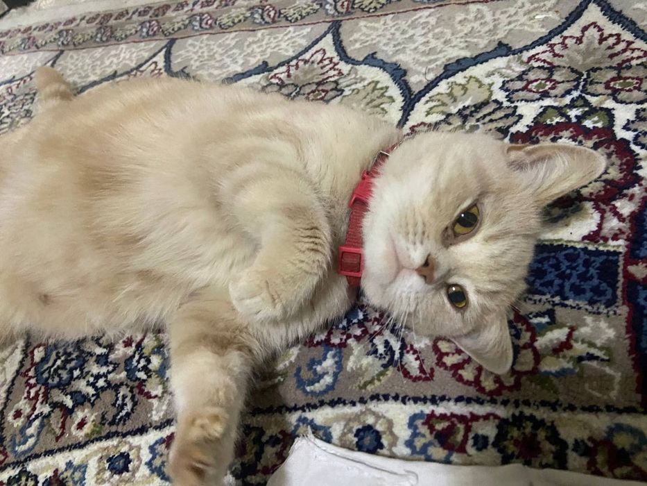 Кошка короткошерстная британка