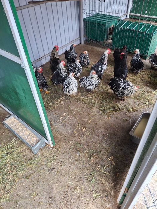 Cochinchina  pitic bobat