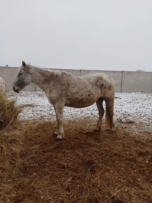 Продам кобыл жерёбые