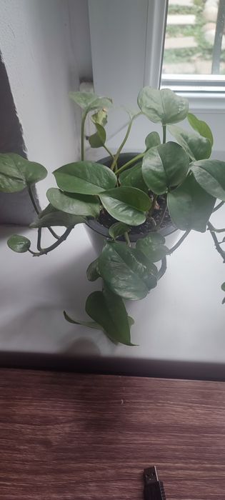 Эпипремнум комнатный цветок