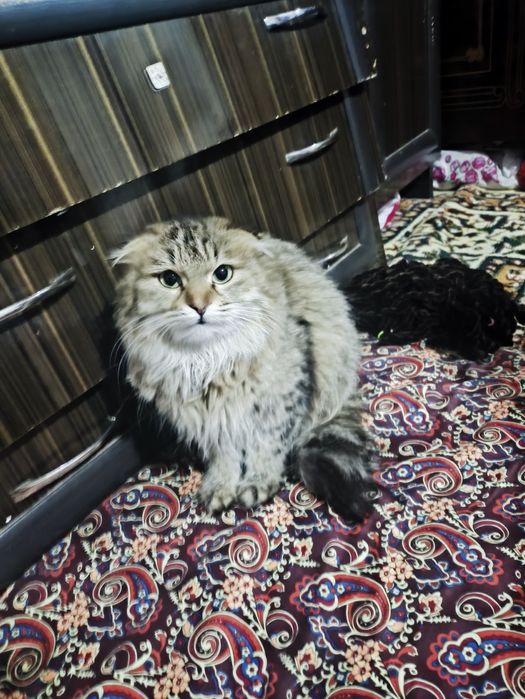 Mushuk sotiladi narxi kelishiladi