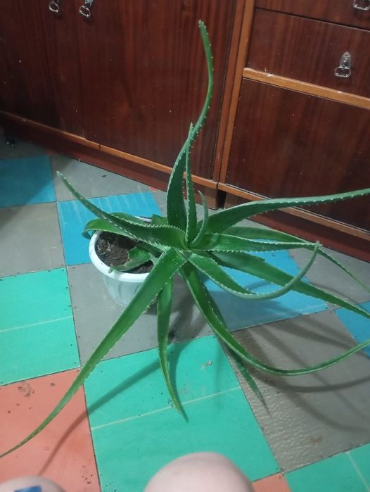 Продам Алое Вера Лечебный.