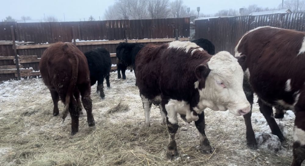 Продам молодых бычков