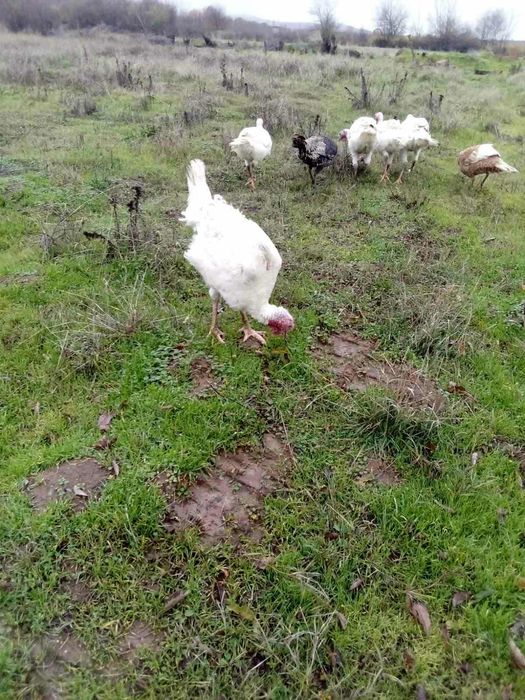 Продавам пуйки, 10 лв килограм живо тегло.