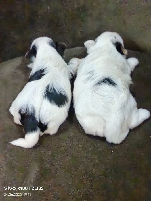 Очаровательные щенки бивер-йорка.