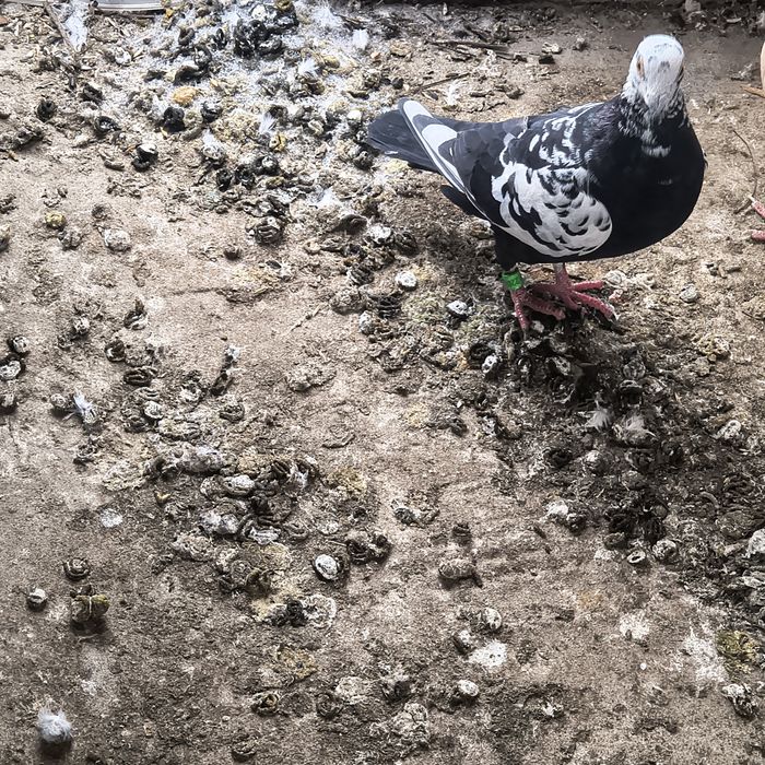 Vând o pereche de porumbei meulemans