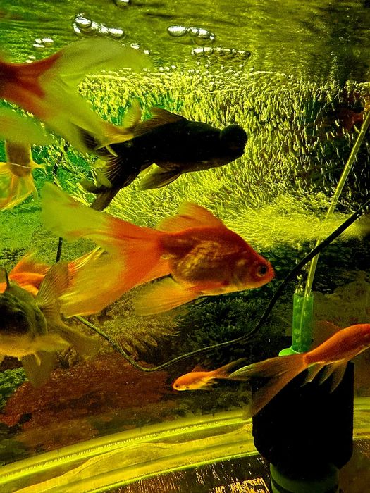 Золотые рыбки Скалярия.