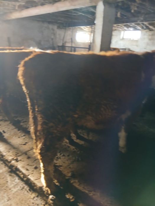 Бұқа сатылады 14 бас