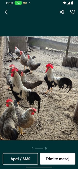 Vând Cocoși Argintii Italiene, Leghorn Italiene