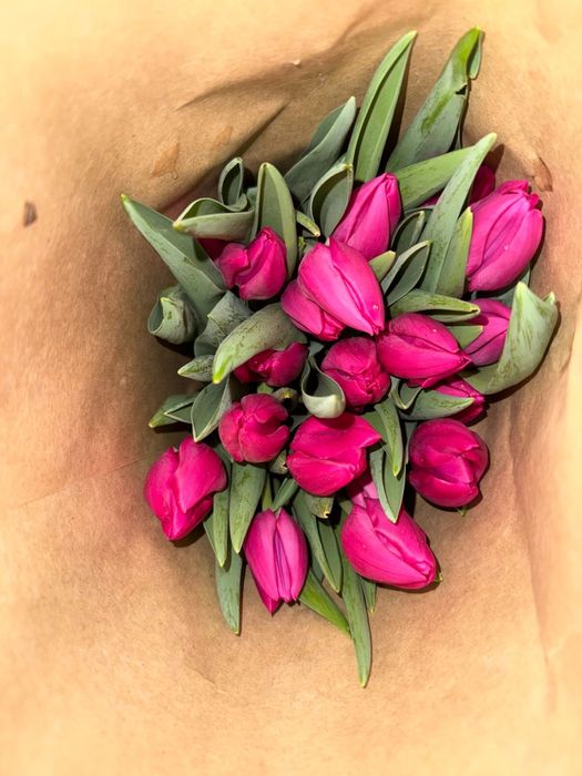 Голландские тюльпаны