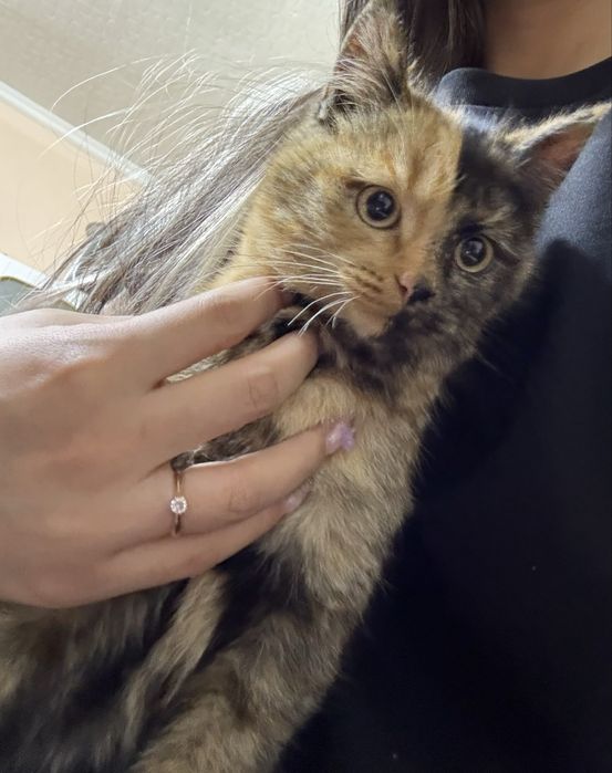 Ищем кошечкам добрые руки