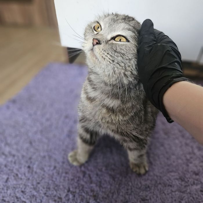 Кот Бонифаций ищет дом! Ташкент!