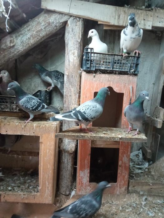 Porumbei de vânzare voiajori