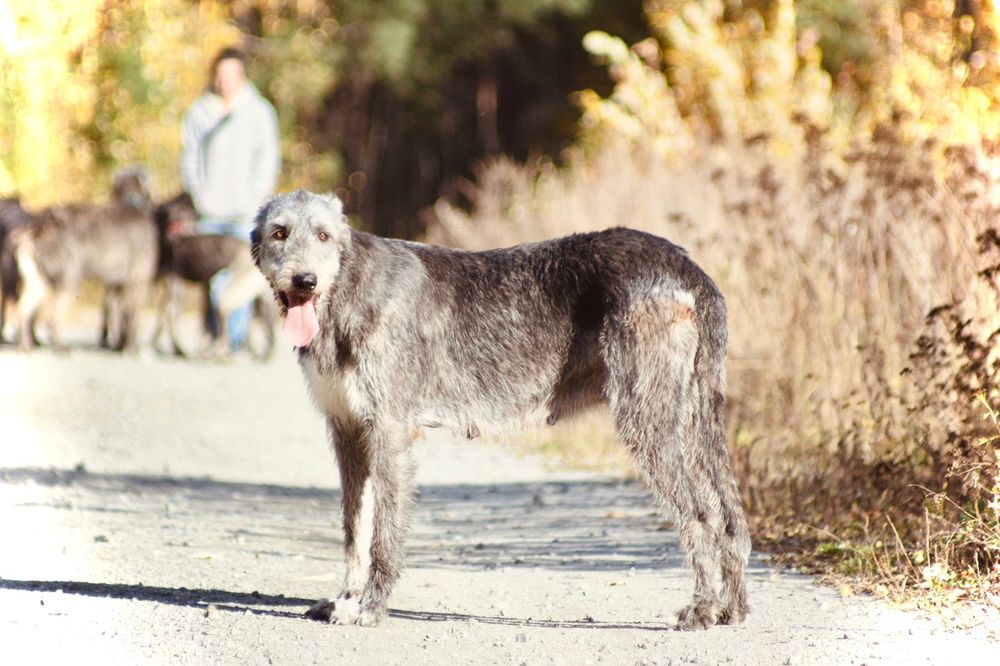 Ирландский волкодав