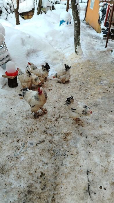 Găini Brahma lot complect