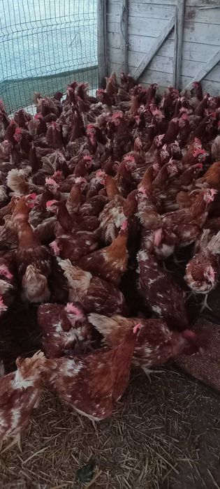 Vând găini roși de ouă