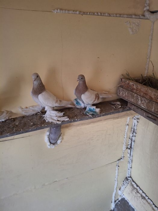 Продам пару тасманов