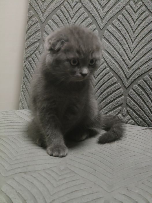 Котята Шотландские