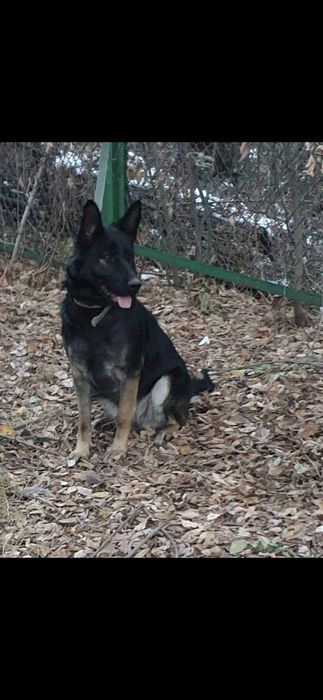 В хорошие руки немецкую овчарку