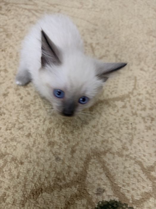 Котята возраст 1 месяц