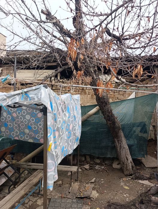 Черешневое дерево цельное