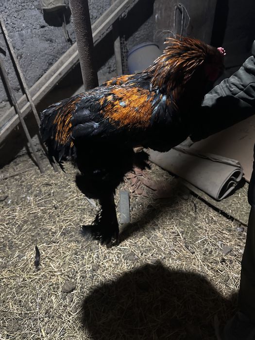 Чистая брама обмен или продажа очень срочно сегодня. Петух молодой