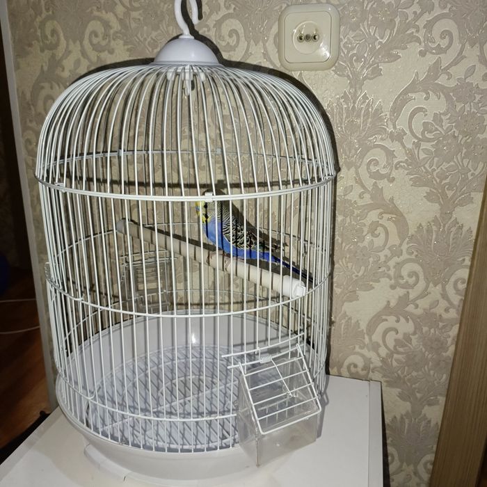 Попугай попугая клетка