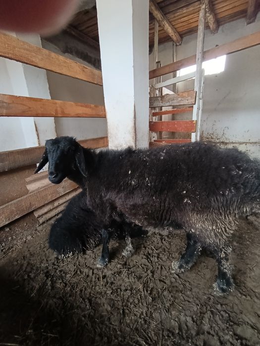 Куйлар узимизники