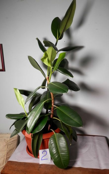 Ficus Elastica Robusta