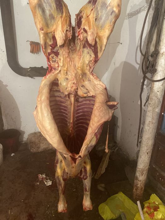 Байталдар сатылады жетиконырдын