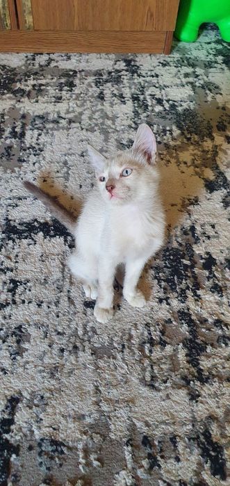 Mushuk bolalari sotiladi