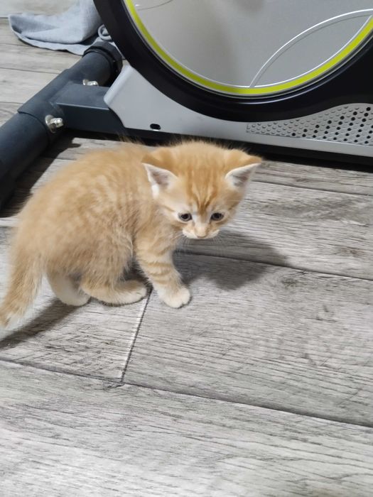 Отдам котят в хорошие руки