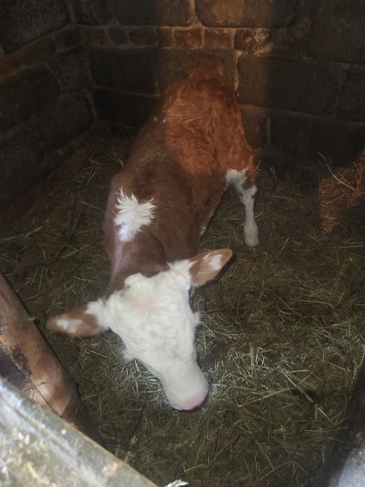 Продам бычка этого года