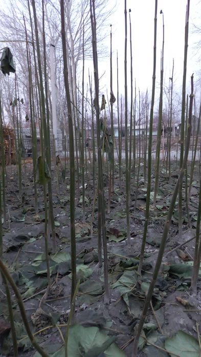 Дунёда энг тез усувчи ПАВЛОНИЯ  дарахти кучатлари сотувда