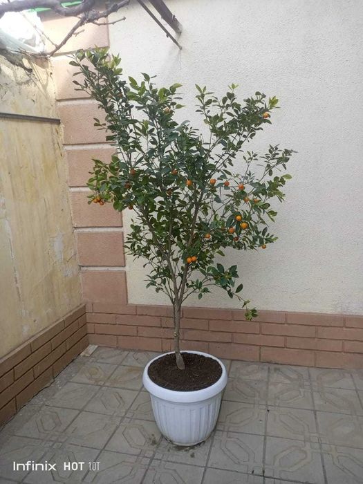 Декоратив Цитрон (японски мандаринча)