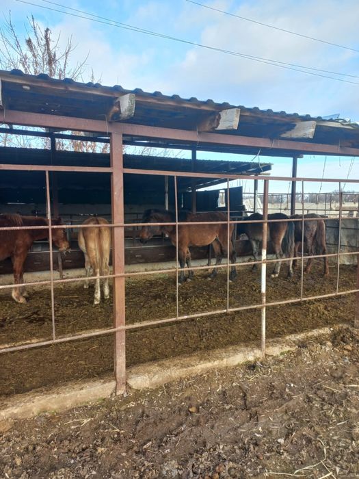 Отборный жылкылар сатылады.