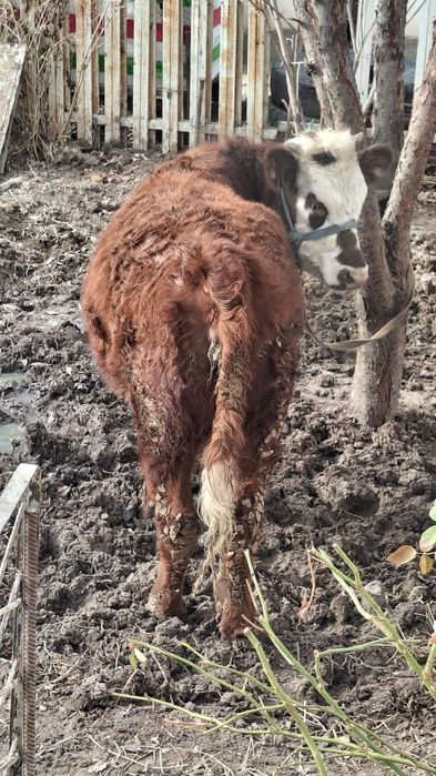 Қашар Порода Ақ бас Срочна Сатлады