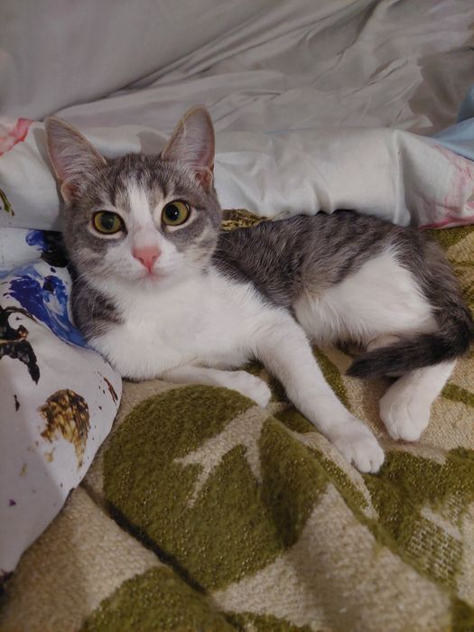 Кошечка 7 месяцев