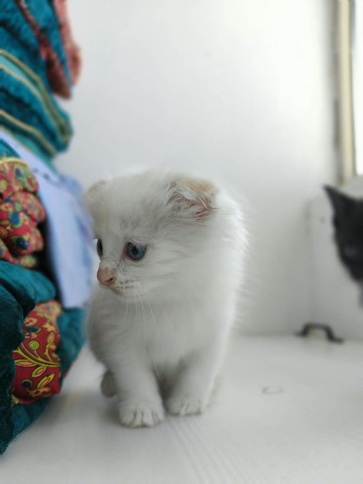 Шотландский вислоухий