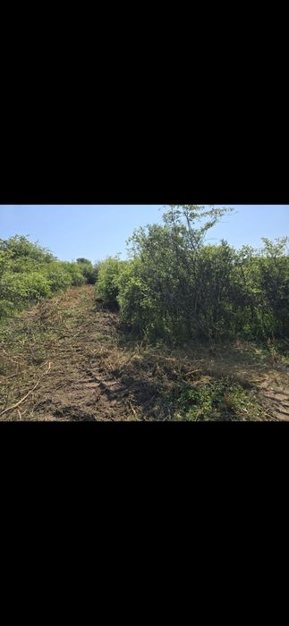 Închiriez utilaje Curățire terenuri de ambrozie,  vegetație
