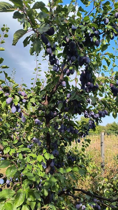 Prune stanley  vand