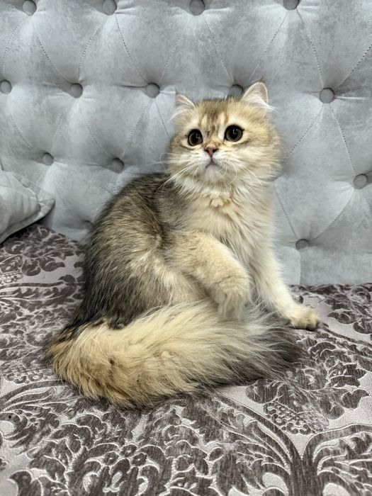 Срочно Британские золотые котята шиншиллы. Официальный питомник.
