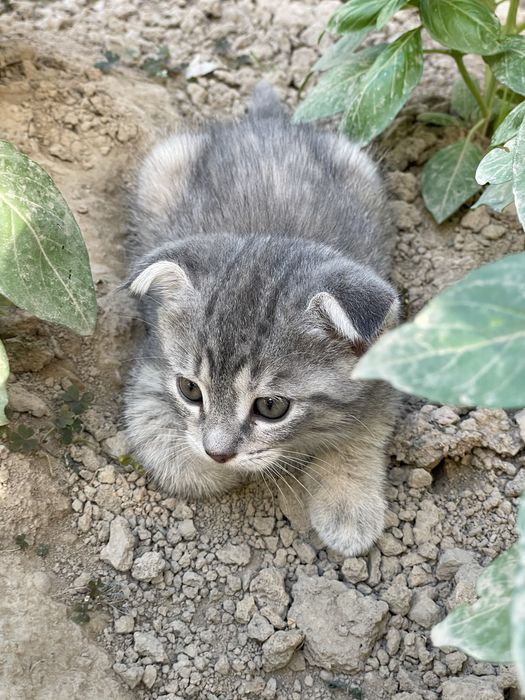 Scottish fold  Mushuk bollari sotiladi