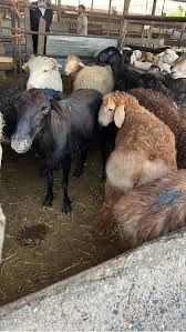 Продам мясисистых Барашков