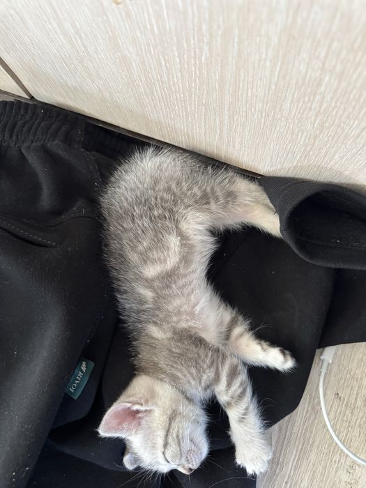 Продам котенка за 5000