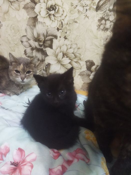 Отдам кошек в добрые руки