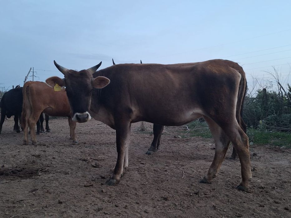 Продам 2 коровы отдельно