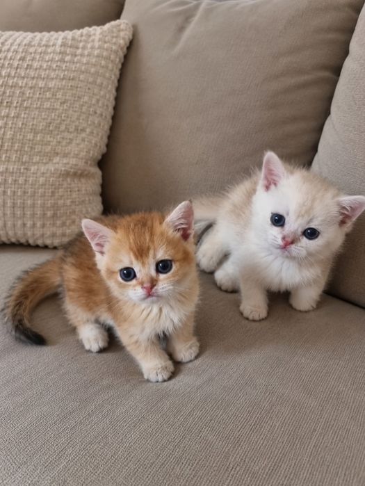 Продаются котята шиншиллы