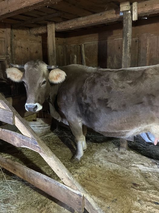 Vaca gestantă de vânzare