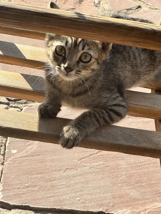 Кошки бесплатно